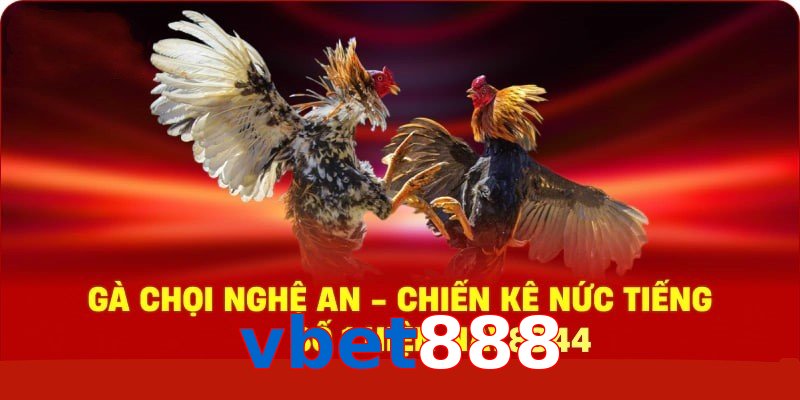 Gà Chọi Nghệ An – Chiến Kê Nức Tiếng Số 1 Hiện Nay